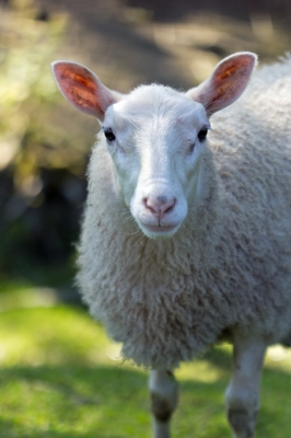 Sheep from freeDigitalPhotos dot net